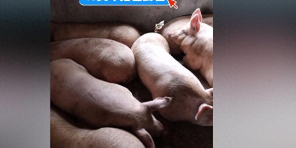 株洲灿灿跟风杀猪，比呆呆还野！文旅提前6天准备，却被网友骂惨